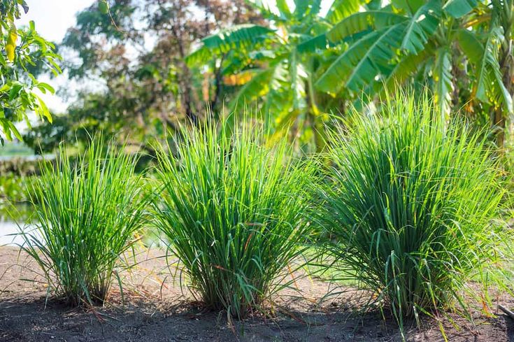 Ayurveda Unveiled: The Magic of Lemongrass